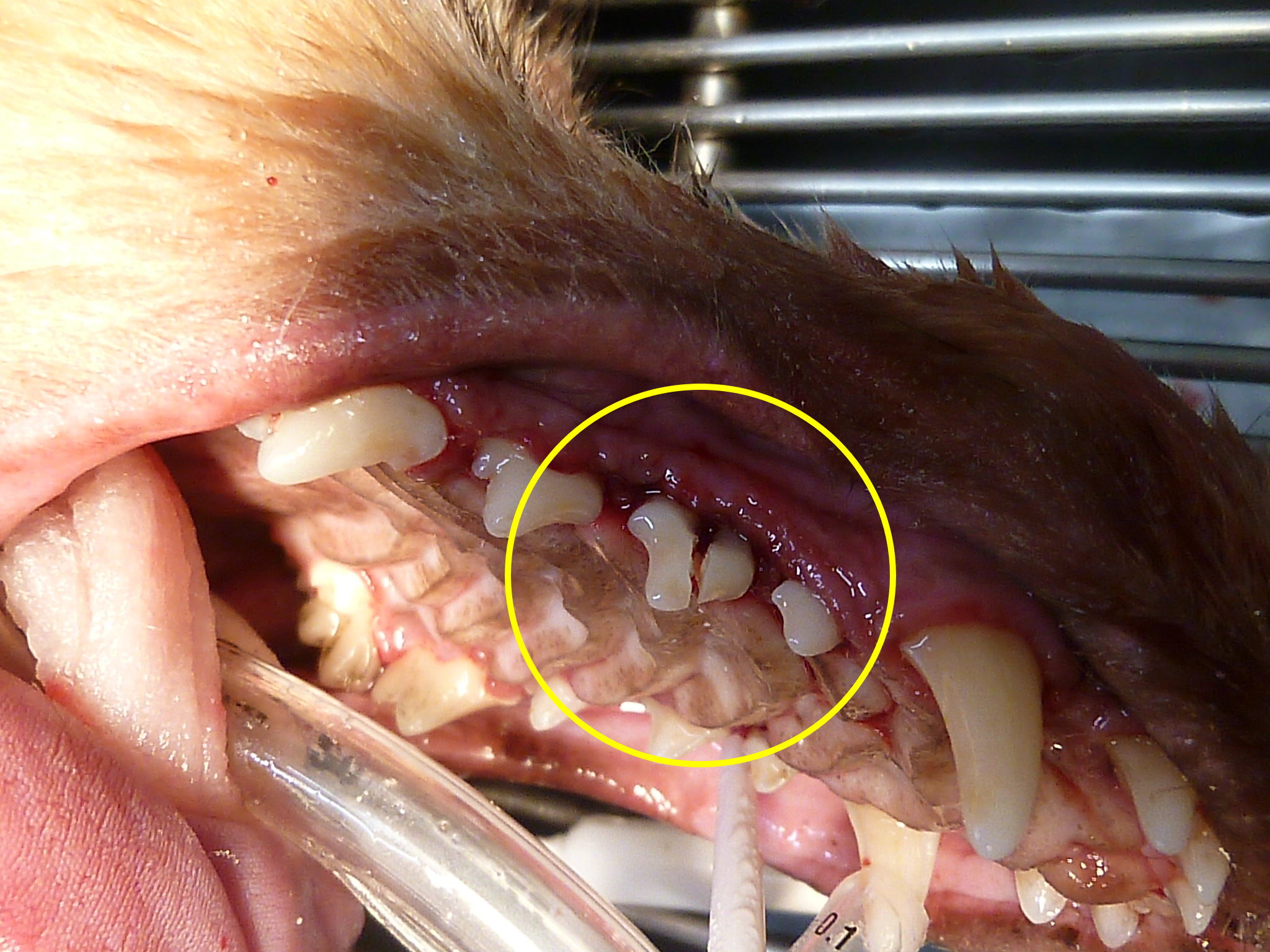 よだれが出ているので歯が悪いのではないかと言われた 重度歯周病 ミニチュアダックスフンド 14才 歯科症例85 とよだ動物病院 歯科専用ページ