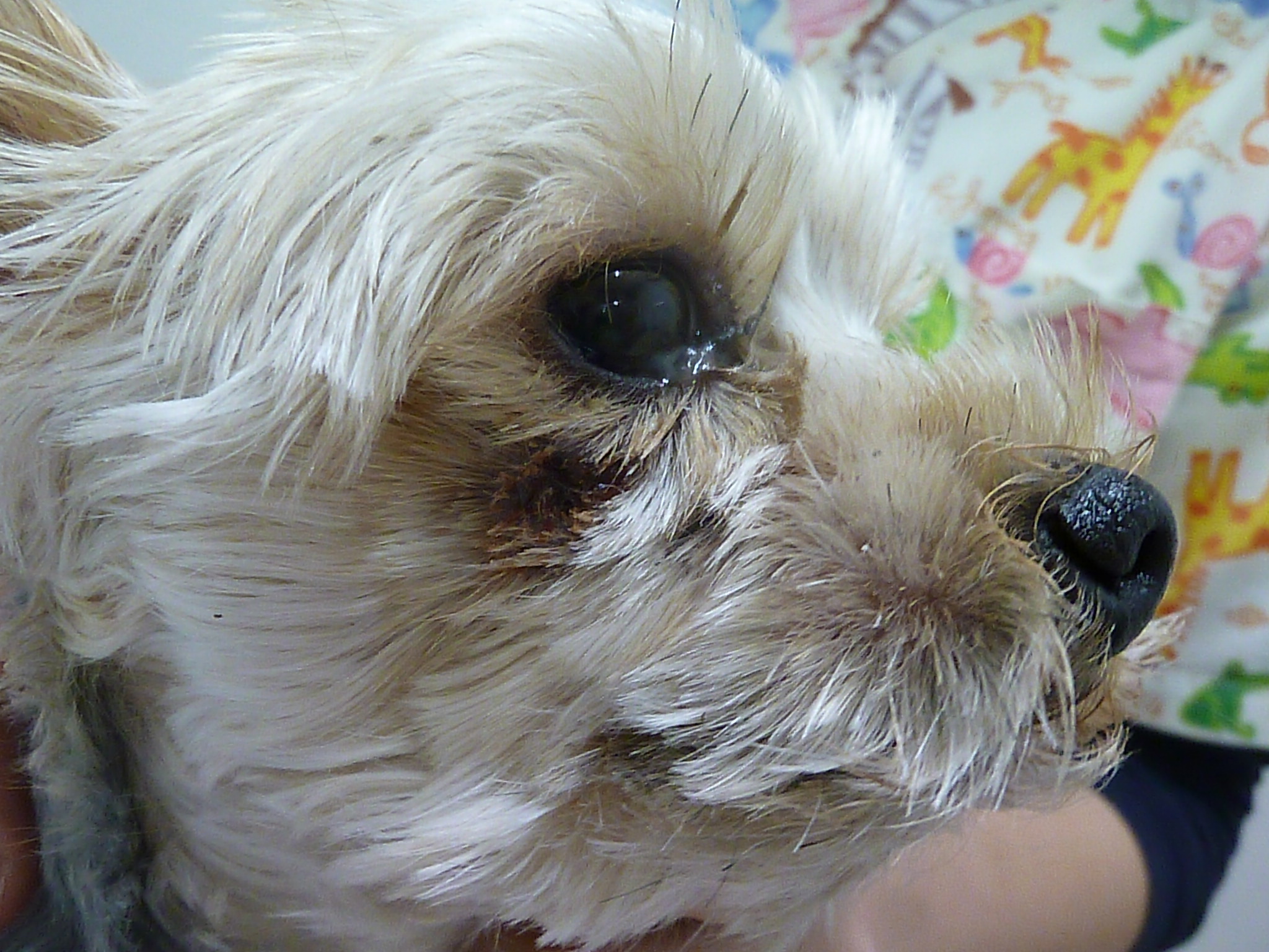 犬 目の下 の 腫れ