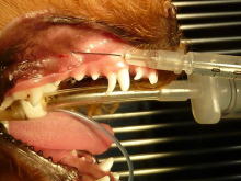 犬・猫の歯神経ブロック(局所麻酔)