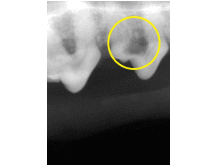 犬・猫の歯科レントゲン検査